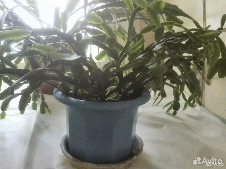 Комнатные цветы