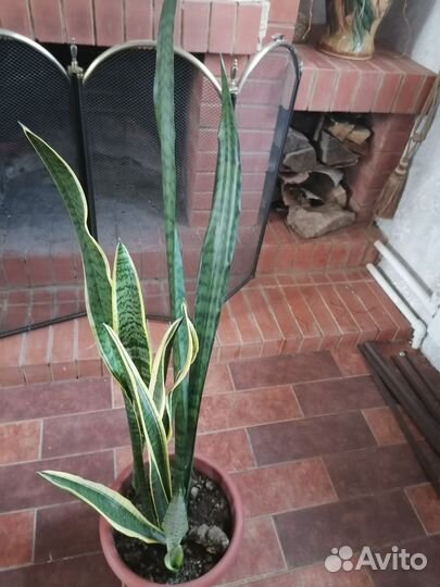 Замиокулькас