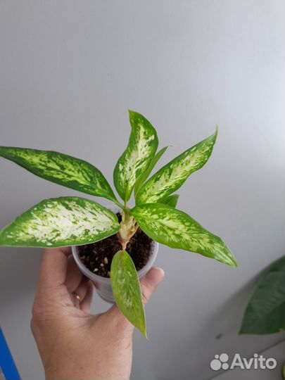 Диффенбахия Сегуина