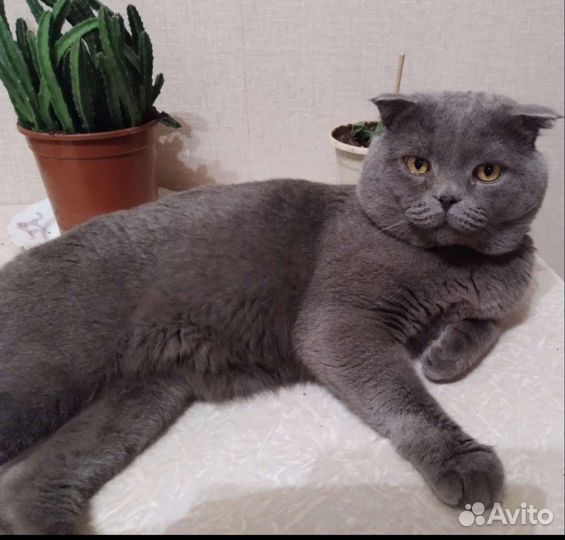 Британские котята