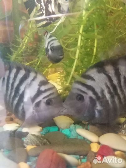 Цихлазома чернополосая