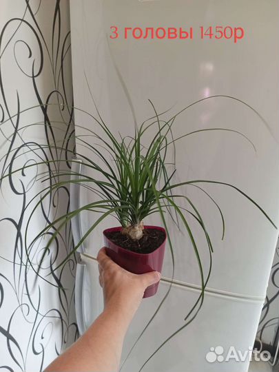 Бокарнея нолина