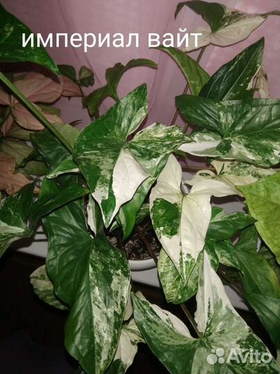 Сингониумы сортовые