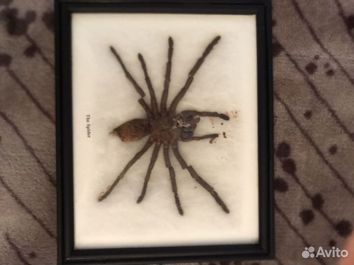 Насекомые в рамке, Паук