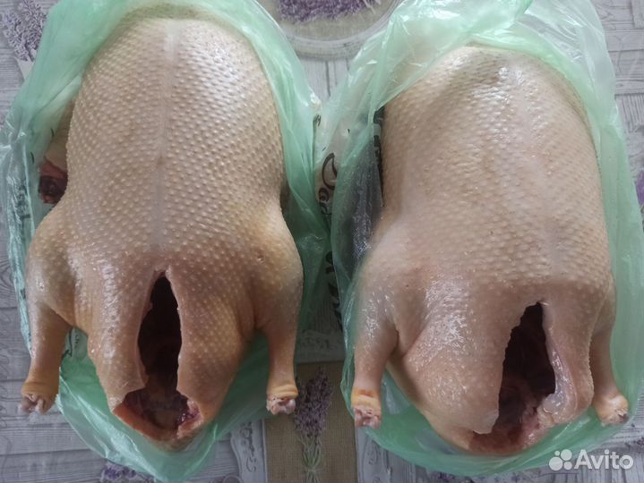 Утка домашняя мясо