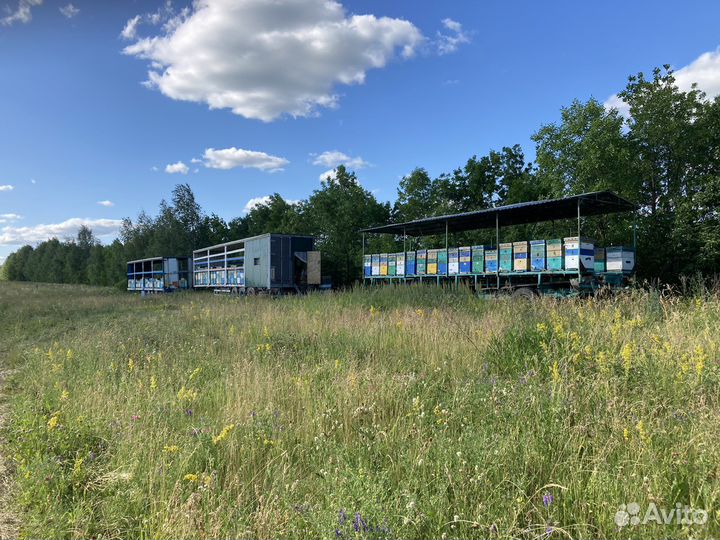 Мед/мёд оптом/в розницу(цветочный)