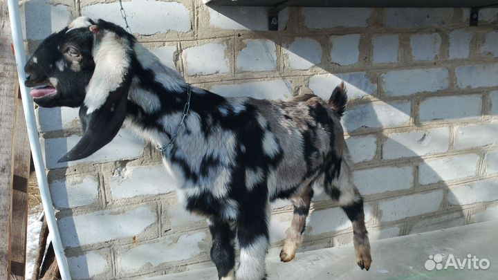 Англо нубийские козлята