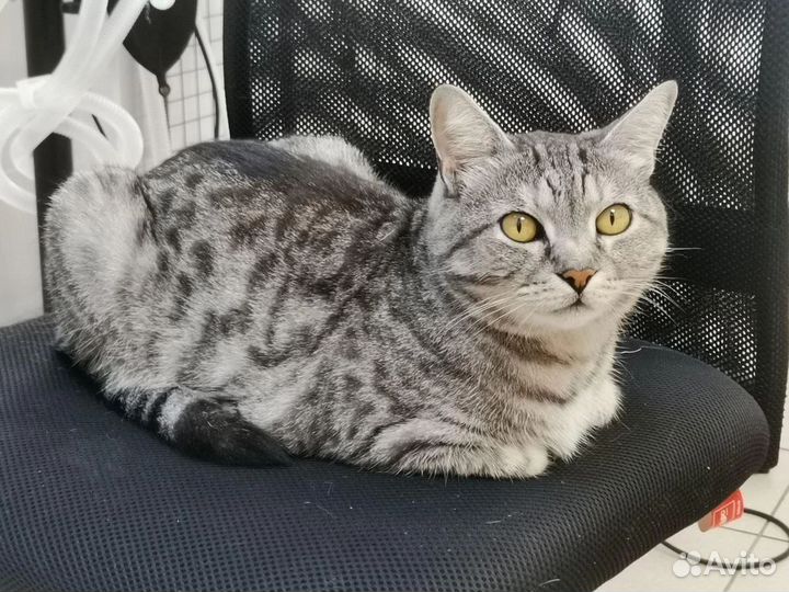 Кошка в дар бесплатно