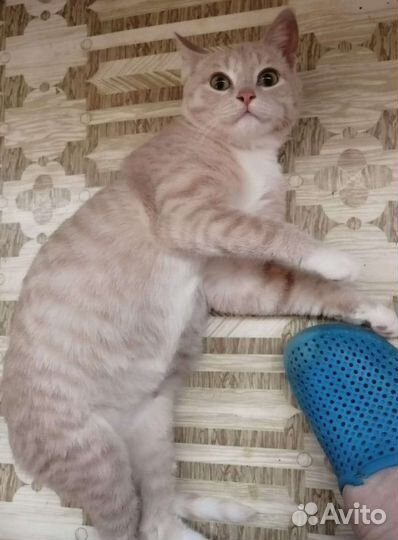 Кошка Перси в дар. Доставка