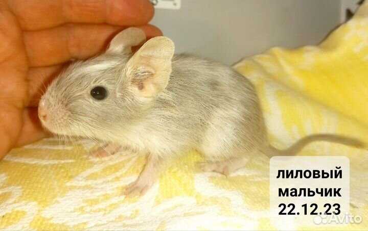 Цветные белки дегу