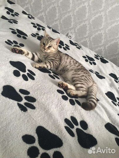 Кот приглашает невесту на вязку