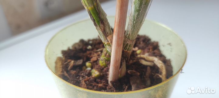 Орхидея дендробиум