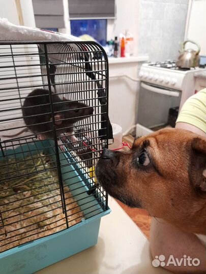 Передержка домашних питомцев