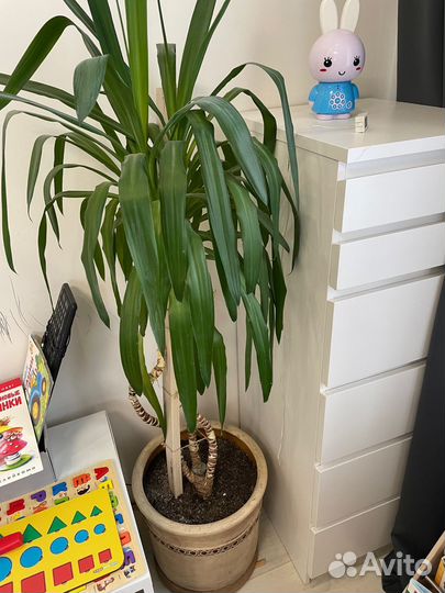 Юкка пальма