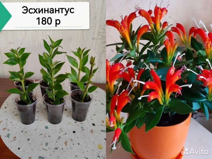 Комнатные растения цветы