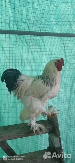 Петух Брама чистокровный на племя