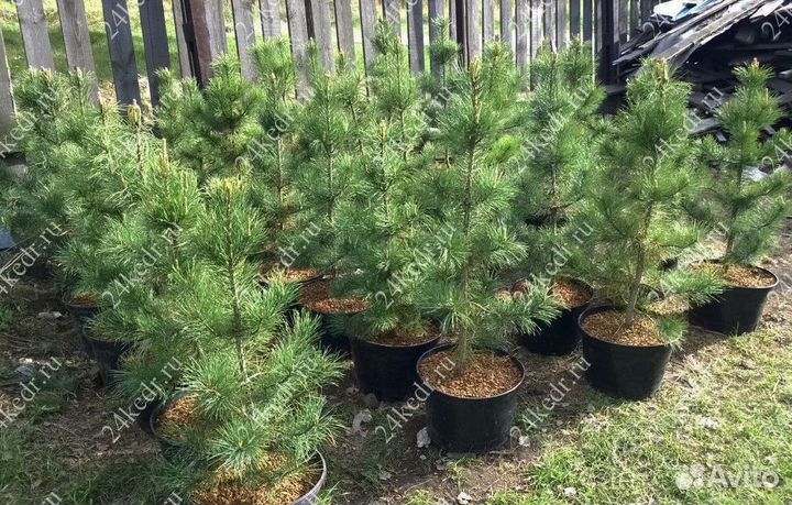 Сибирский кедр экстра класс. Саженцы