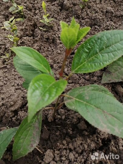 Многолетники для сада