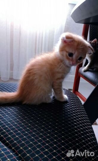 Кошка в дар бесплатно