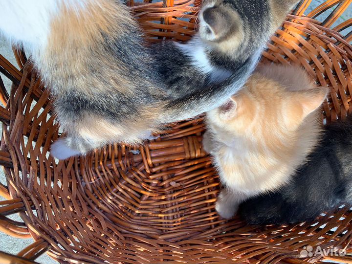 Кошка