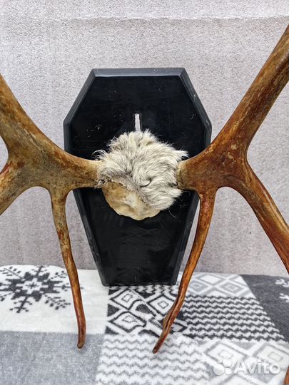 Рога оленя и лося