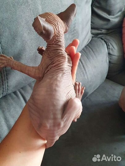 Канадский сфинкс