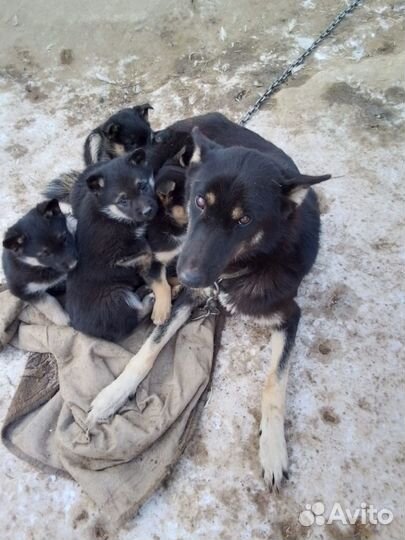 Щенки овчарки