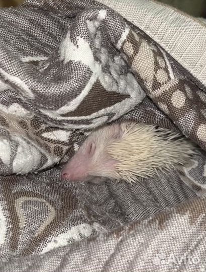 Африканский ежик, еж