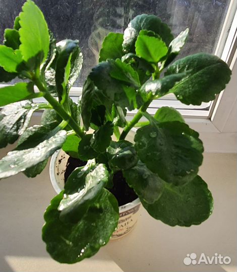 Каланхоэ и Спатифиллум