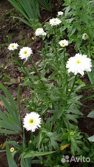 Многолетние цветы