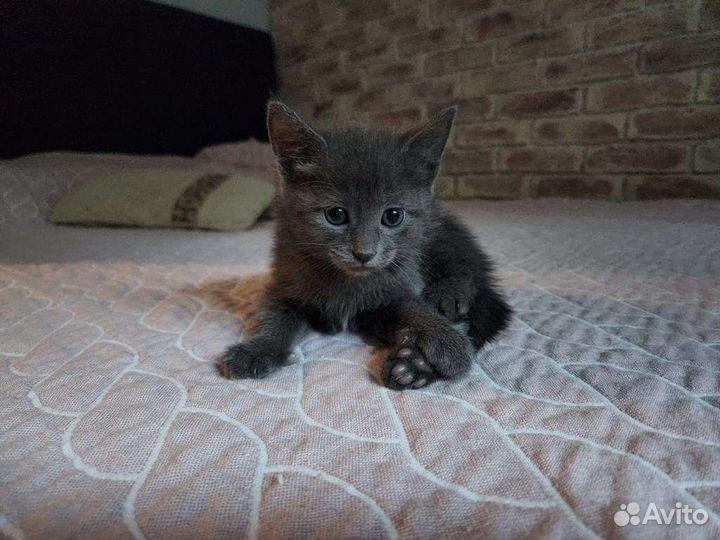 Ищут новую семью котята