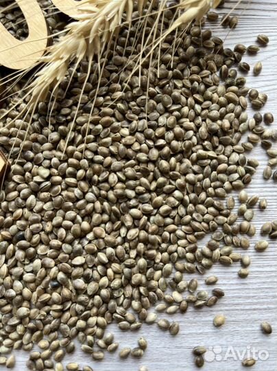 Семена конопли (пищевой)