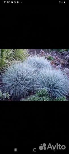 Декоративные злаки