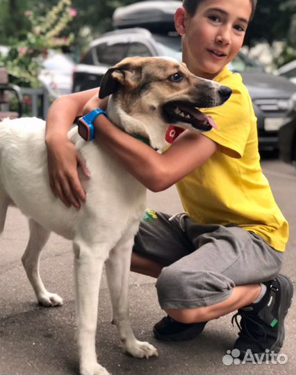 Собака в добрые руки