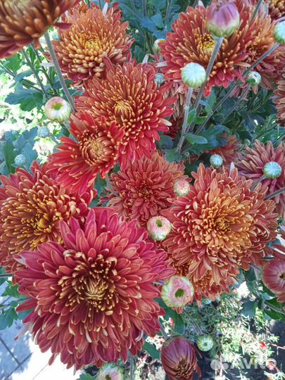 Хризантема ортовая