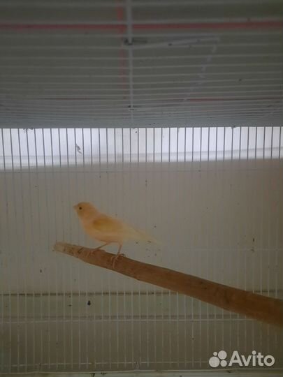 Кенары поющие