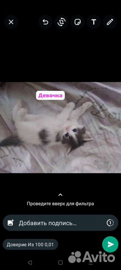 Котята в добрые руки бесплатно