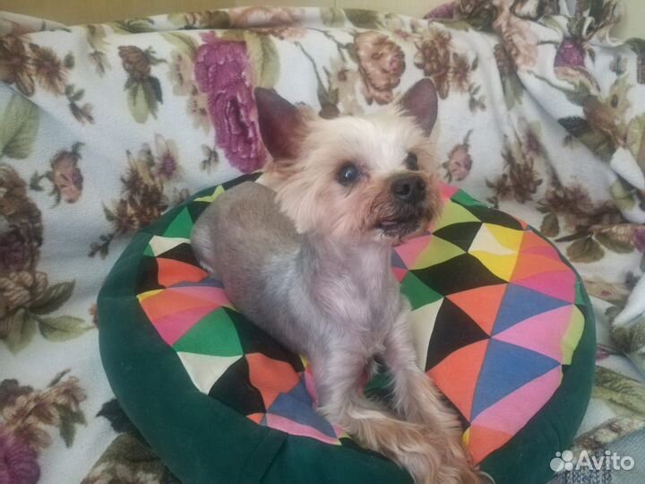 Йоркширский терьер мини