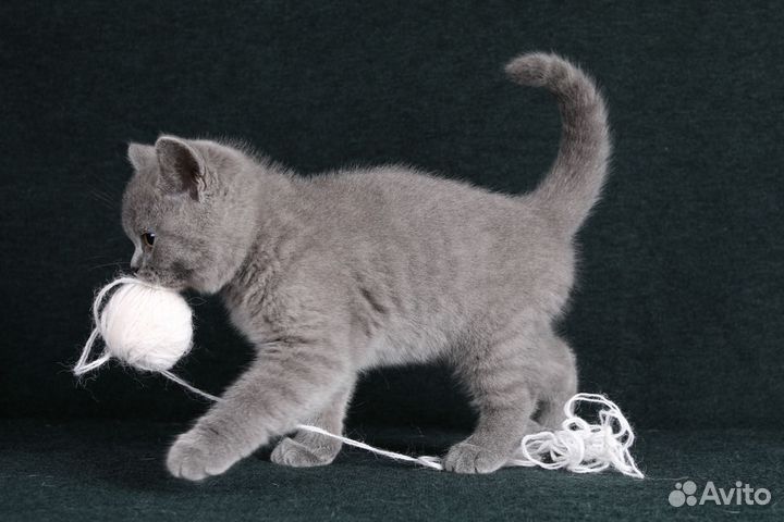 Британские котята