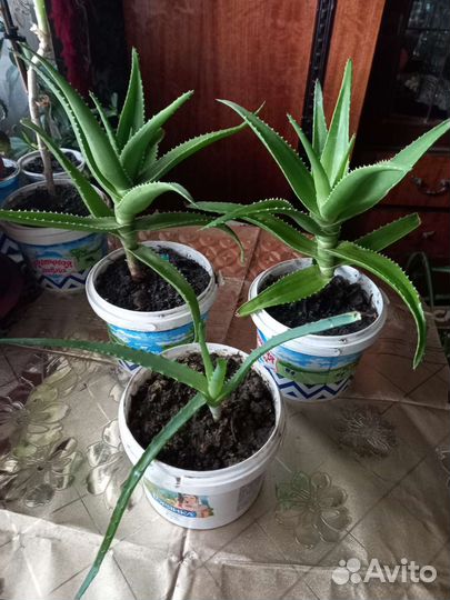 Продаю цветы комнатные