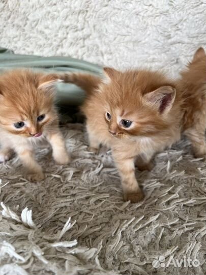 Котята + мешок наполнителя в подарок