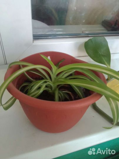 Хлорофитум