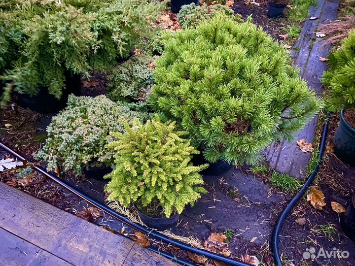 Ель карликовая