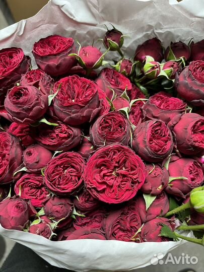 Шикарные Кустовые Розы