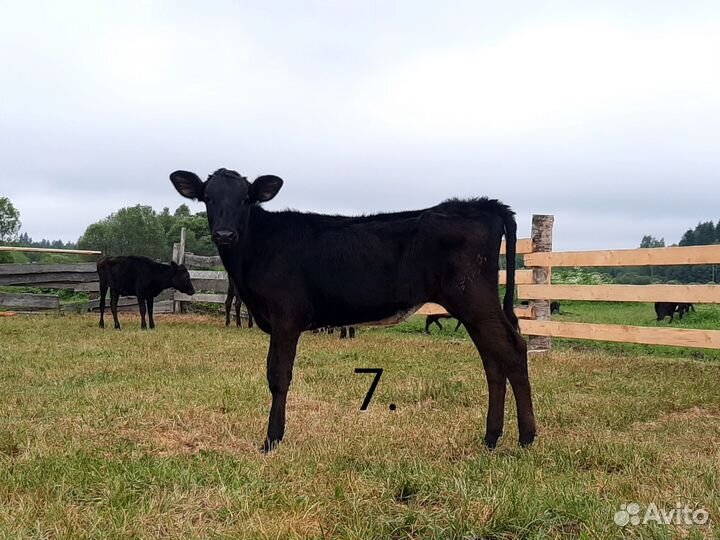 Коровы, нетели, телята