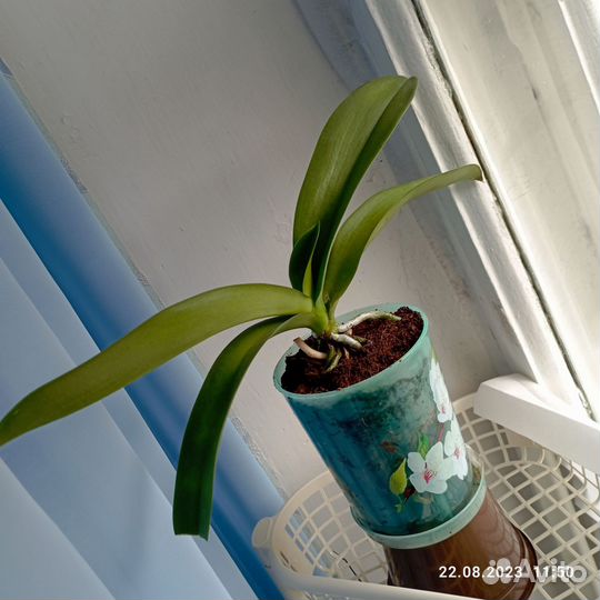 Орхидея фаленопсис