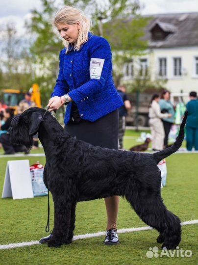 Триминг, ролинг, выставочный груминг шнауцеров