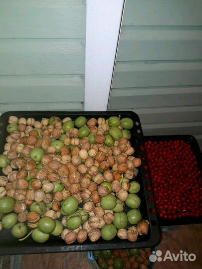 Саженцы грецкого ореха Идеал