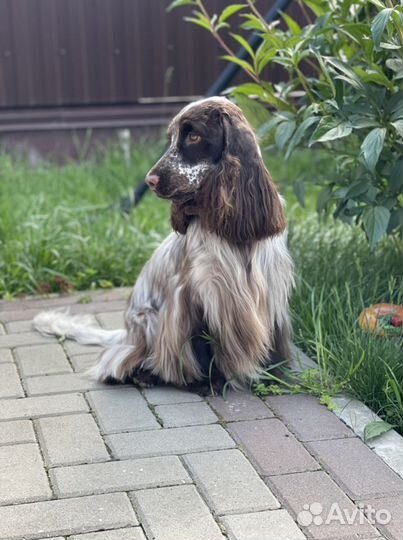 Английский кокер спаниель, вязка