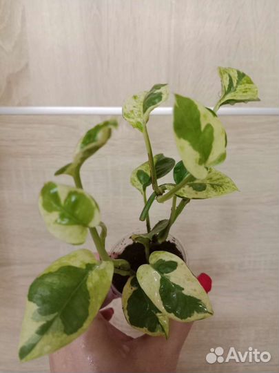 Сциндапсусы,Эпипремнумы, Филодендрон